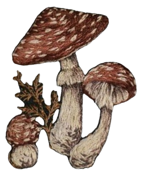 hongos