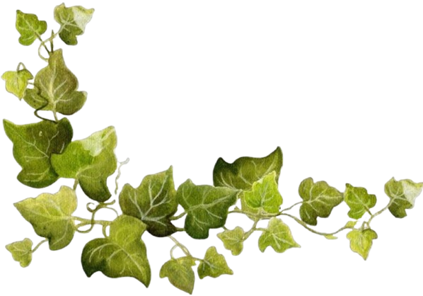 enredadera