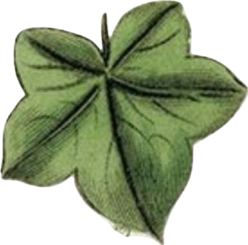 hoja
